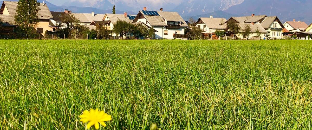 A green field with a dandelion in the foreground, houses with solar panels, and mountains in the background.