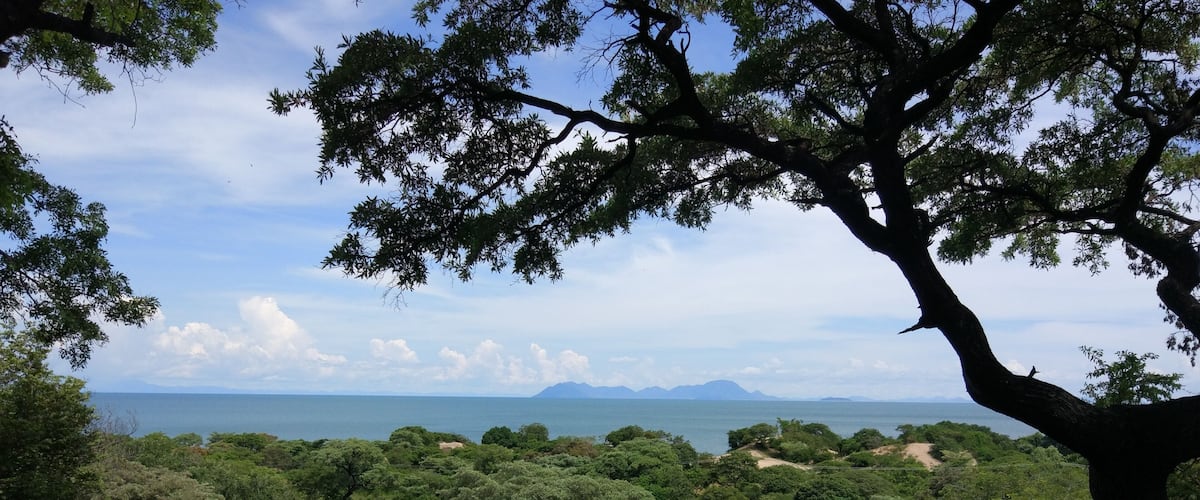 A lush green landscape with a large tree in the foreground and a view of the ocean in the background.