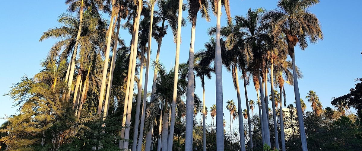 #botanical #garden #losmochis #sinaloa #mexico #lifeatexpedia