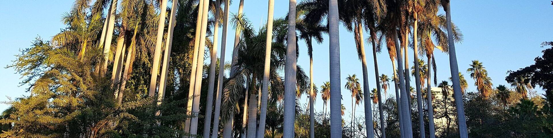 #botanical #garden #losmochis #sinaloa #mexico #lifeatexpedia