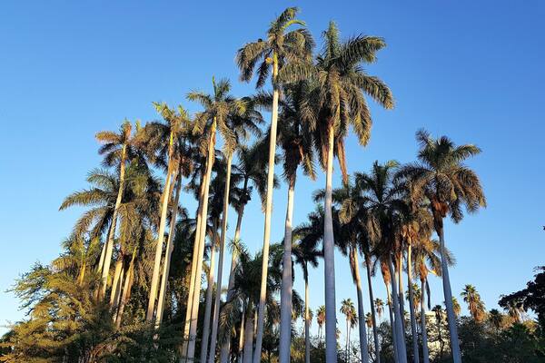 #botanical #garden #losmochis #sinaloa #mexico #lifeatexpedia