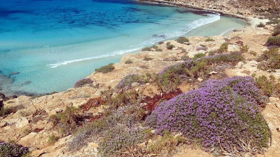 Erica flower on the LAMPEDUSA island in Italy with high cliffs and clean blue sea