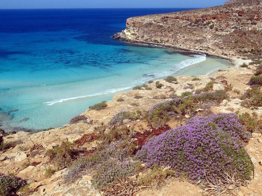 Erica flower on the LAMPEDUSA island in Italy with high cliffs and clean blue sea