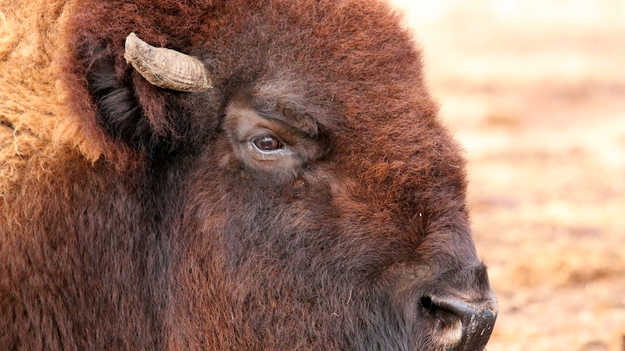 These guys seemed to be friendly today and offered a portrait to the photographer.
_________________________________
I rented a Tamron 150-600 G2 f/5-6.3 lens to try it out before buying one.
From the reviews I have been researching, I began to had doubts. I can assure you that lens coupled with a Canon 70D