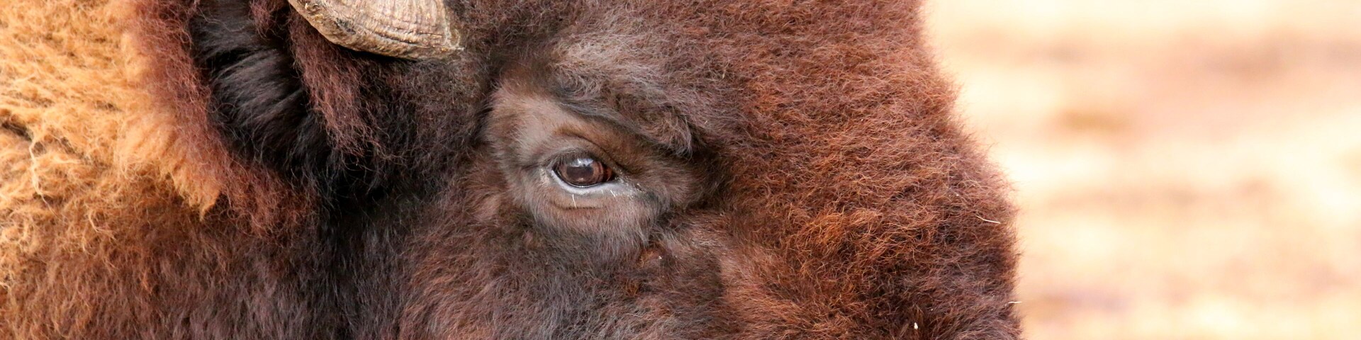These guys seemed to be friendly today and offered a portrait to the photographer.
_________________________________
I rented a Tamron 150-600 G2  f/5-6.3  lens to try it out before buying one. 
From the reviews I have been researching, I began to had doubts.  I can assure you that lens coupled with a Canon 70D (cropped sensor) blew me away with what it can do!
______________________________