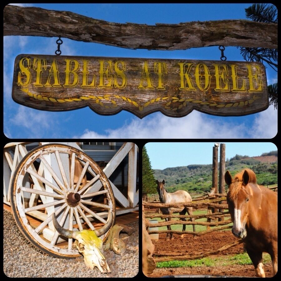 “The Real Deal !”

No poser cowboys at these stables !  
Just minutes from the Four Seasons Lodge at Koele, a stay in Lanai would be incomplete without an "up-country" horseback excursion from Hawaii Western Adventures. Be prepared for Red Dust and a jacket for higher elevations.