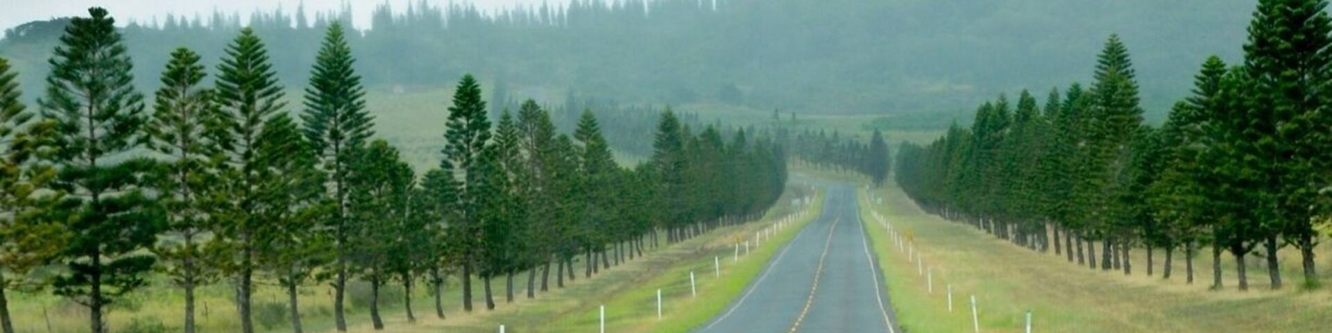 This is rush hour on the " 405 Freeway" in Lanai...
Lanai has three paved roads stretching a staggering... 30 miles, no stoplights, and one gas station.