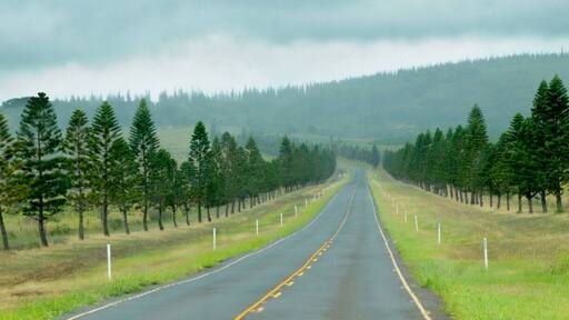This is rush hour on the " 405 Freeway" in Lanai...
Lanai has three paved roads stretching a staggering... 30 miles, no stoplights, and one gas station.