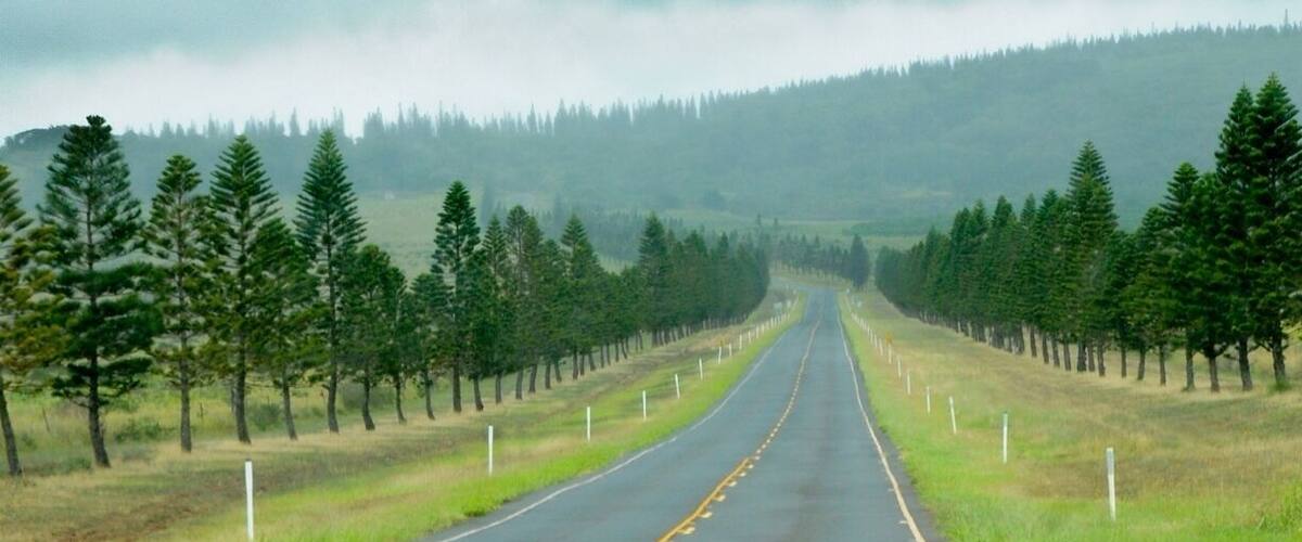 A wet road flanked by rows of trees under a cloudy sky.