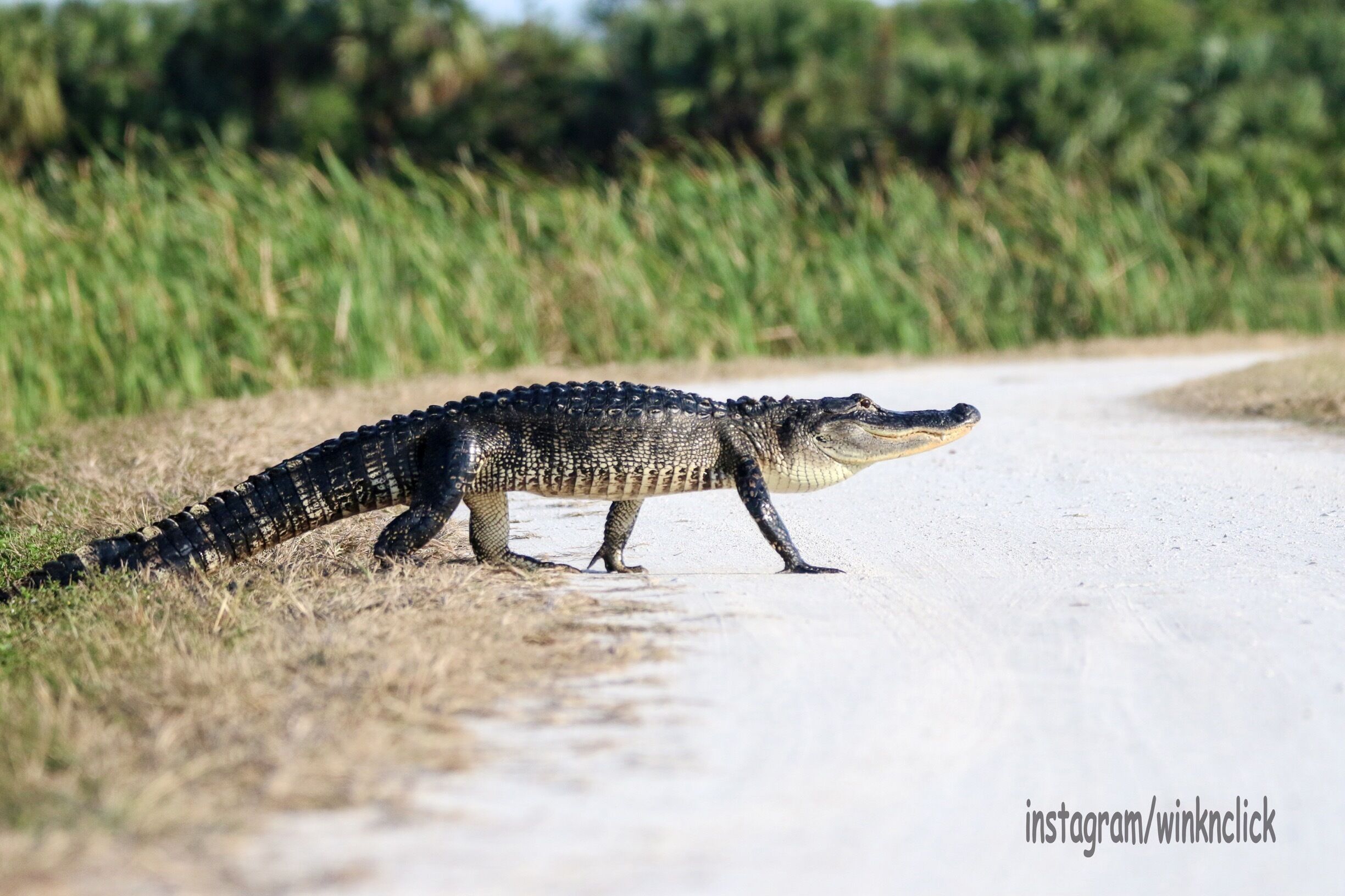 Viera wetlands also known as Ritch Grissom Memorial consists of man made marshes and is home to a variety of birds and alligators. It. Is a calm peaceful place where you can walk, cycle or even drive thru. There are 4 marshes and if you are lucky and patient you can witness the alligators moving from one cell to the other. I was lucky enough to capture one such alligator crossing.