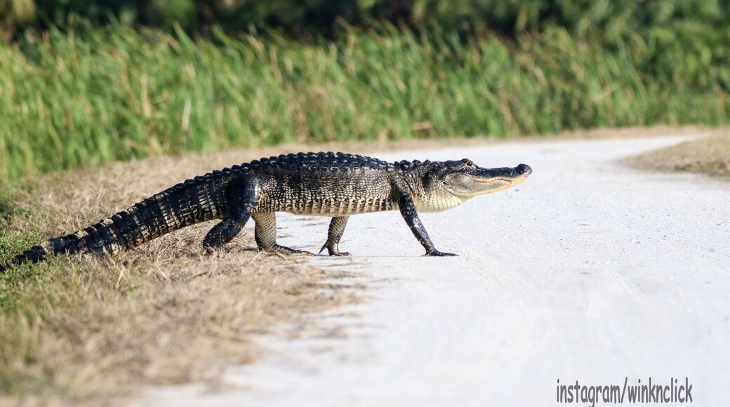 Viera wetlands also known as Ritch Grissom Memorial consists of man made marshes and is home to a variety of birds and alligators. It. Is a calm peaceful place where you can walk, cycle or even drive thru. There are 4 marshes and if you are lucky and patient you can witness the alligators moving from one cell to the other. I was lucky enough to capture one such alligator crossing.