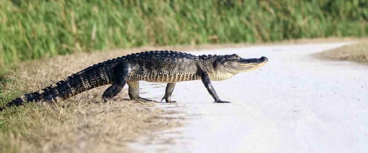 Viera wetlands also known as Ritch Grissom Memorial consists of man made marshes and is home to a variety of birds and alligators. It. Is a calm peaceful place where you can walk, cycle or even drive thru. There are 4 marshes and if you are lucky and patient you can witness the alligators moving from one cell to the other. I was lucky enough to capture one such alligator crossing.