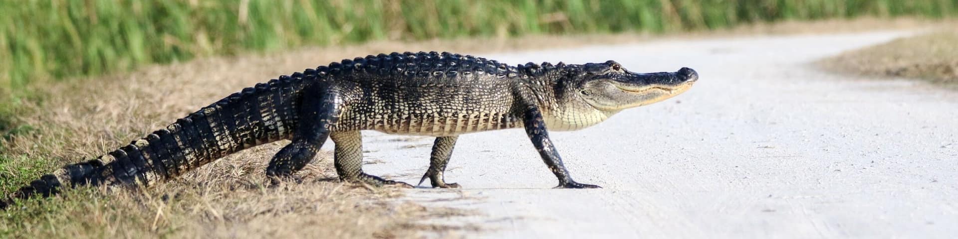 Viera wetlands also known as Ritch Grissom Memorial consists of man made marshes and is home to a variety of birds and alligators. It. Is a calm peaceful place where you can walk, cycle or even drive thru. There are 4 marshes and if you are lucky and patient you can witness the alligators moving from one cell to the other. I was lucky enough to capture one such alligator crossing.