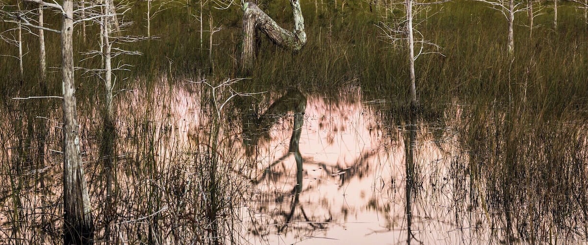 This tree in the Everglades National Park is known by locals as The Z Tree. It is a dwarf Cypress tree which during several past storms has managed to survive. The tree can be located about 14 miles on the left side of the road after you pass by the entrance to the park. It is about 100 feet from side of the road, it lives in very shallow water. The water is maybe 3 feet deep depending on the rains. This tree appears in many books of the Everglades, taken by many professional photographers. This park can be visited during night hours making for some really cool night shots. Winters are best. At this point of the season you will avoid millions of mosquitoes and very high humidity.