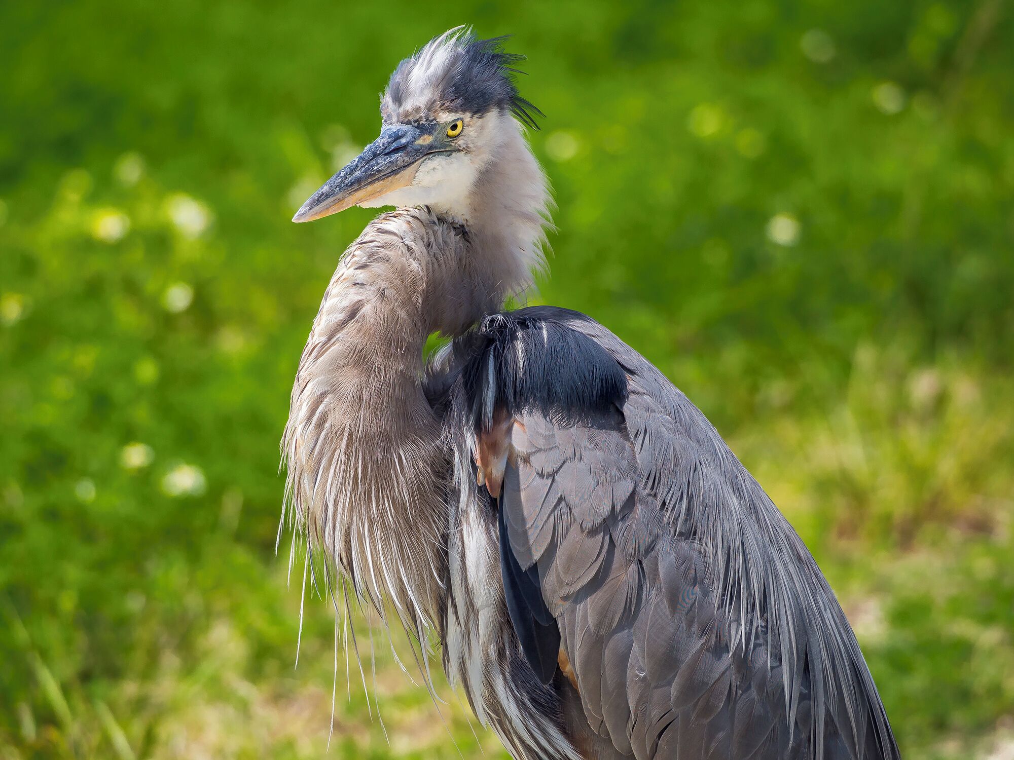 A beautiful way to spend a few hours. 

There are lots of bird sighting opportunities here. You can drive around the wetlands in about 15 minutes (guesstimate) but we took 3 hours and walked it and spent a lot of time photographing the birds and alligators. 

For our full post on the wetlands visit our blog: http://bit.ly/1LAjQs7

#birds #birdingtrail #wetlands #park #hike #urbanwalk #nature #wildlife #florida