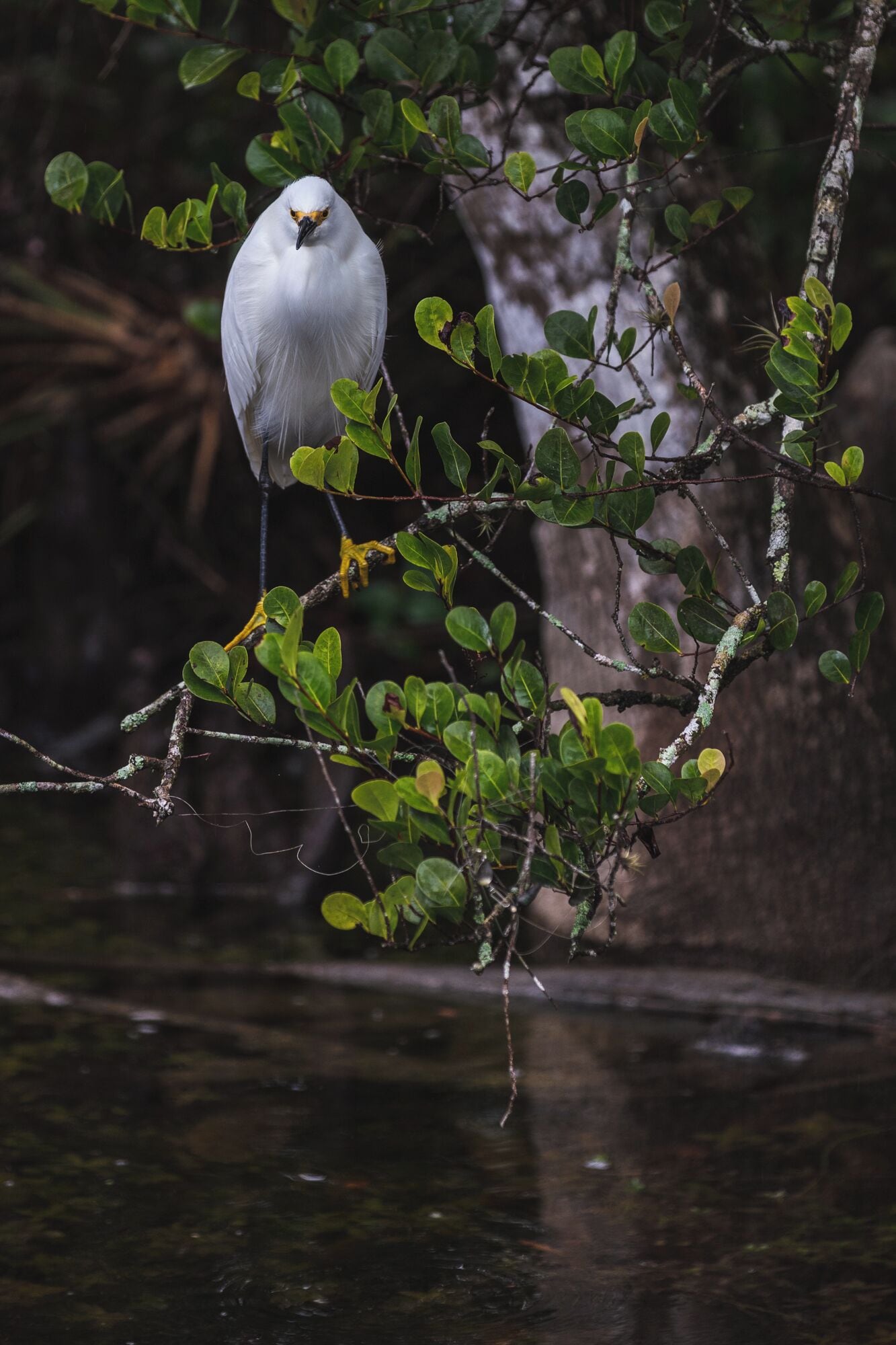 Un oiseau blanc était perché sur une branche au-dessus de l’eau.