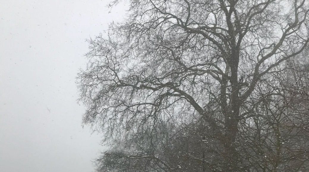 Extremely cold winter in London! ❄️