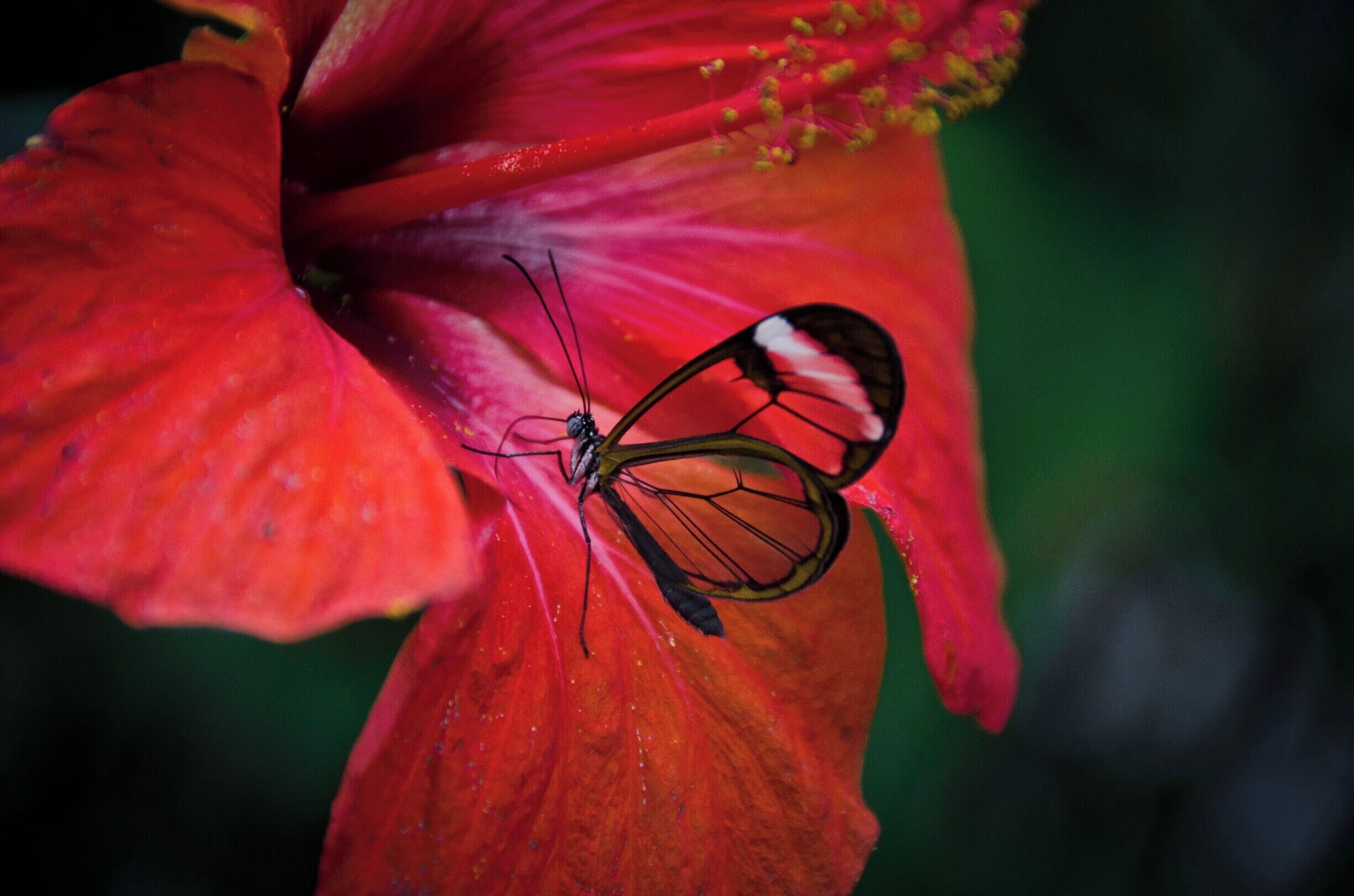 The world's oldest scientific zoo has some amazing animals from huge elephants to pretty glass-winged butterflies
#lifeatexpedia #Patterns #Nature #Wildlife #red #flower #butterfly