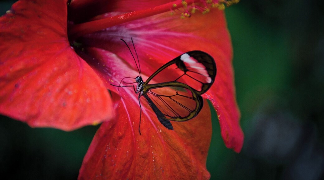 The world's oldest scientific zoo has some amazing animals from huge elephants to pretty glass-winged butterflies
#lifeatexpedia #Patterns #Nature #Wildlife #red #flower #butterfly