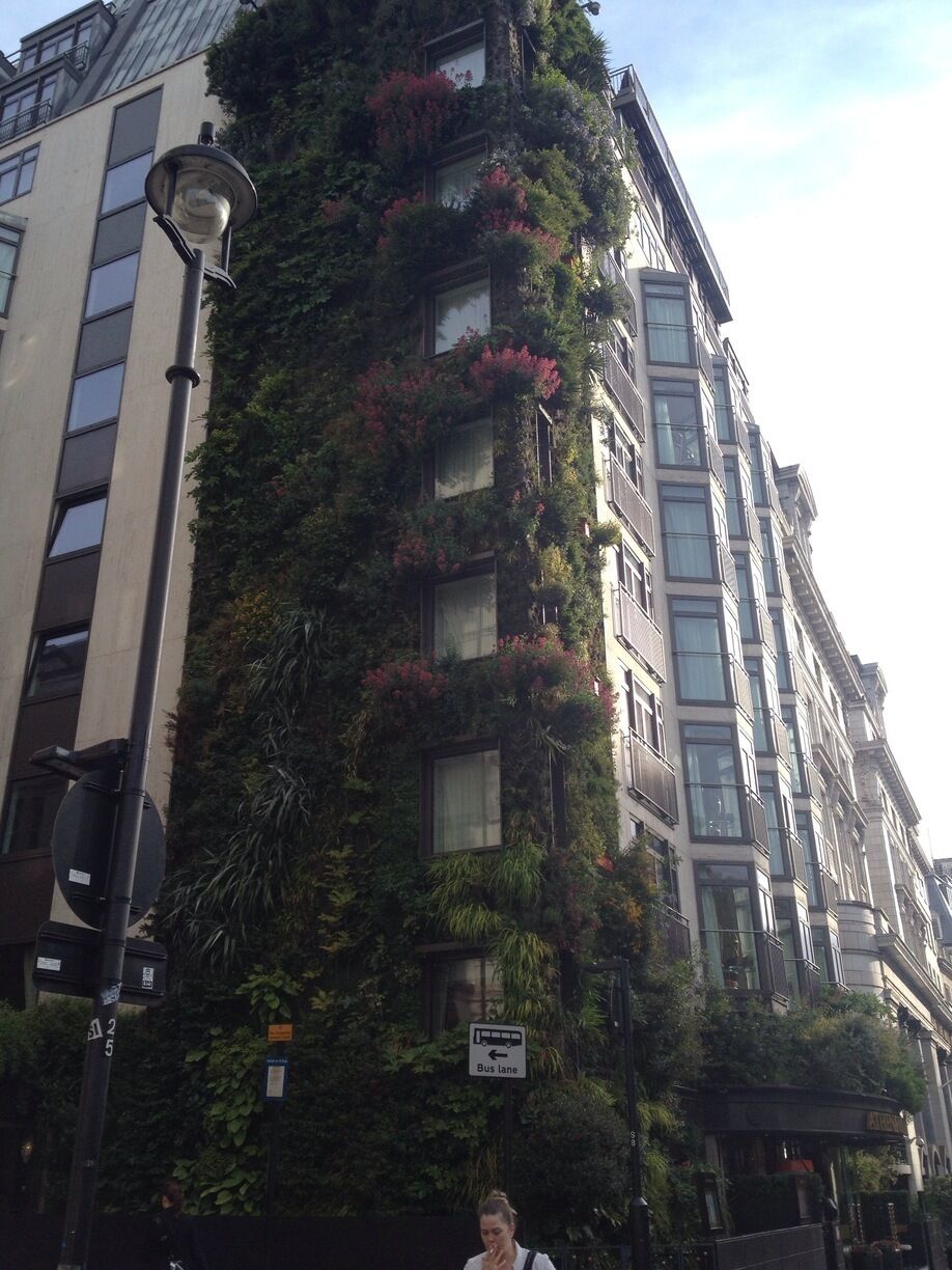 The living wall growing against the walls of The Athenaeum hotel. It's beautiful and quite unexpected ❤️