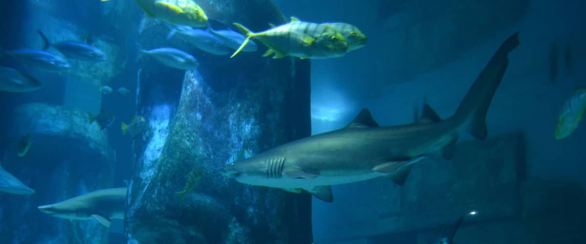 Taken at Sea Life Aquarium in London, UK.
#City #London #SeaLife #Aquarium