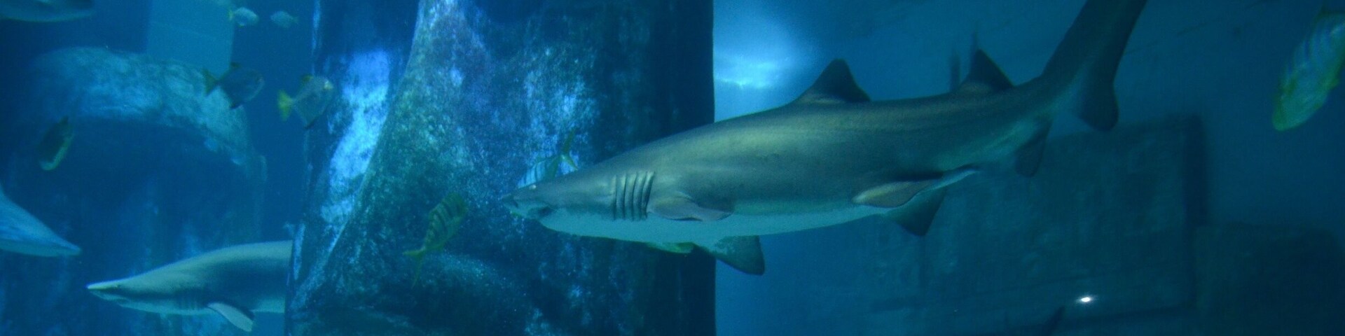 Taken at Sea Life Aquarium in London, UK.
#City #London #SeaLife #Aquarium