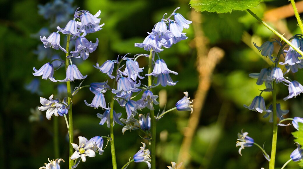 Taken in Spring, early May. Canon 80D