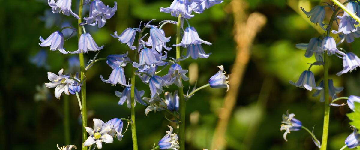 Taken in Spring, early May. Canon 80D