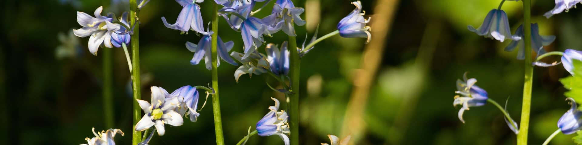 Taken in Spring, early May. Canon 80D