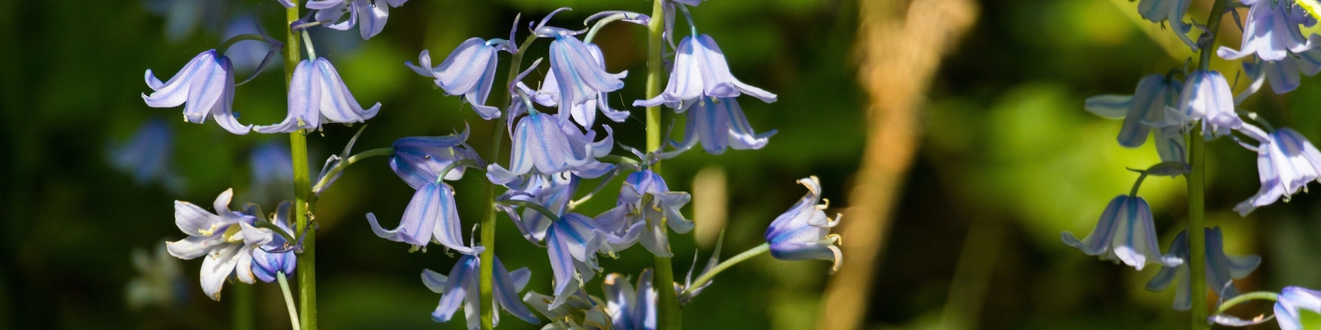 Taken in Spring, early May. Canon 80D