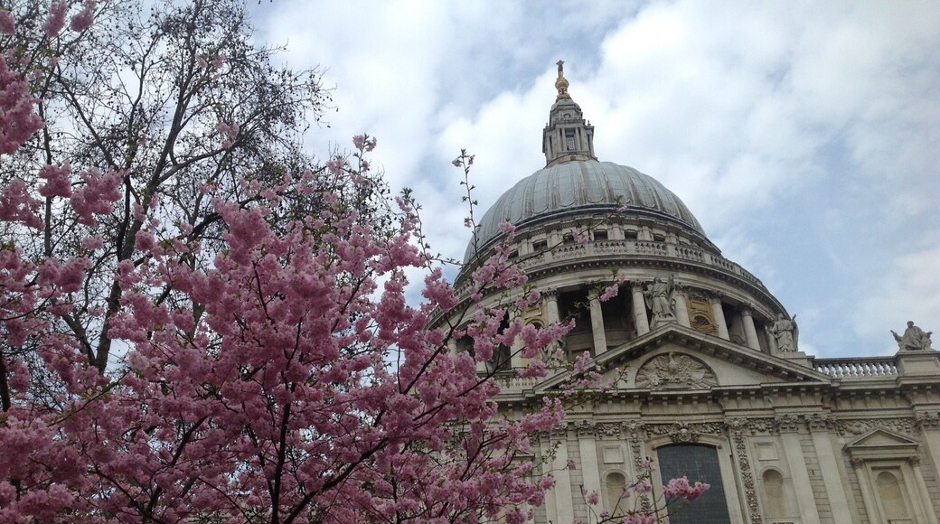 Cherry blossom outside St Pauls
