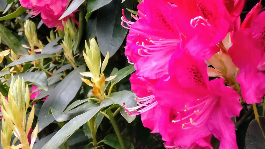The gardens at Kenwood House full of colour