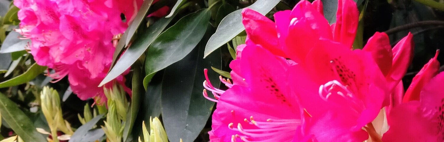 The gardens at Kenwood House full of colour