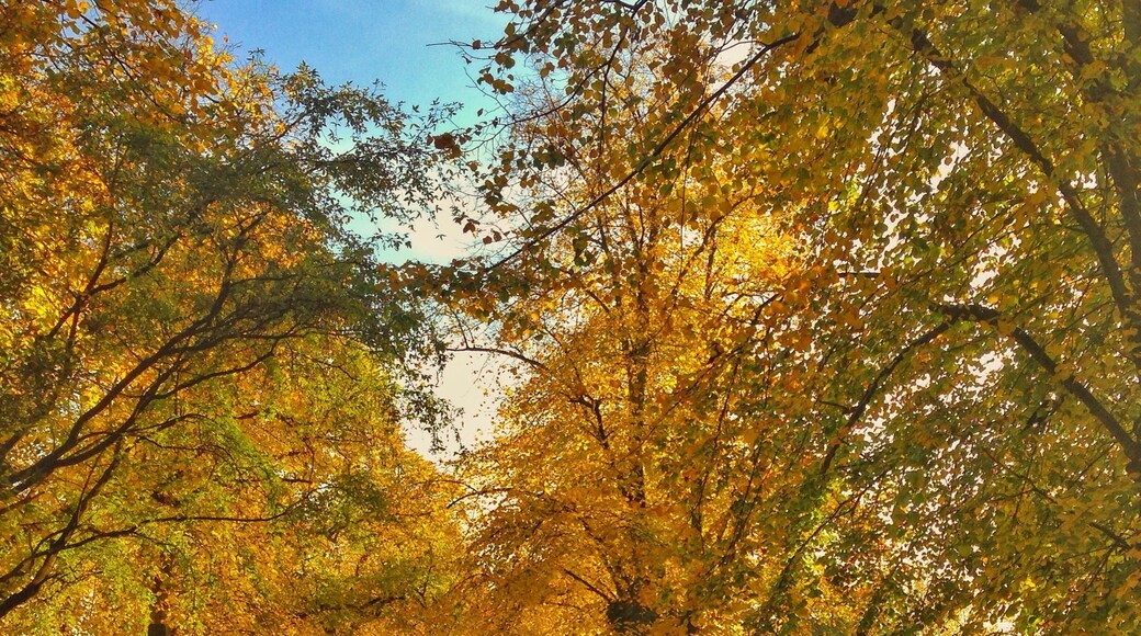 Park's in London always look beautiful in fall. The gothic architecture of Brompton cemetery has an especially striking look.