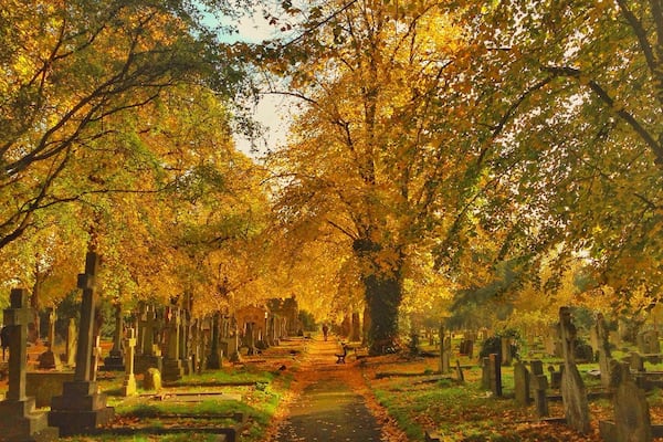 Park's in London always look beautiful in fall. The gothic architecture of Brompton cemetery has an especially striking look.