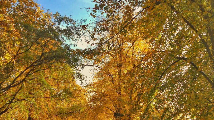 Park's in London always look beautiful in fall. The gothic architecture of Brompton cemetery has an especially striking look.