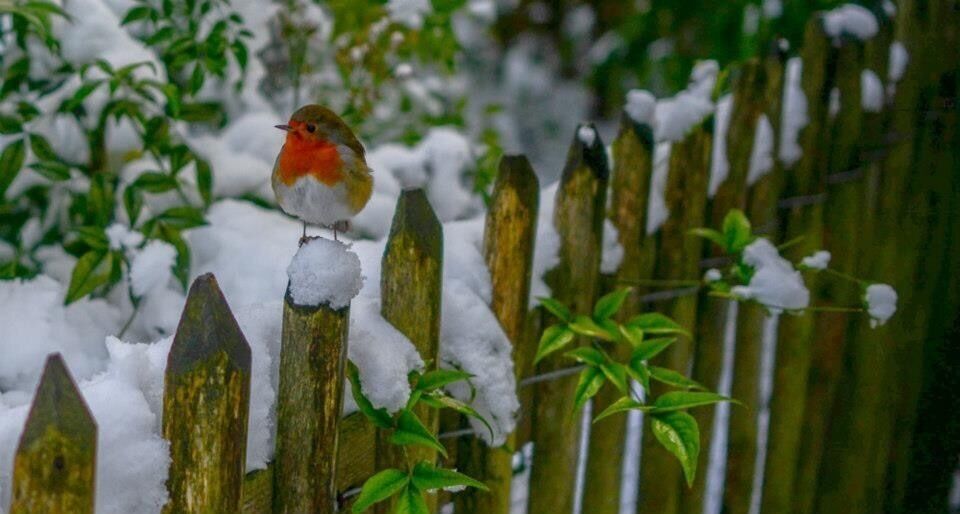 Robinson at the park