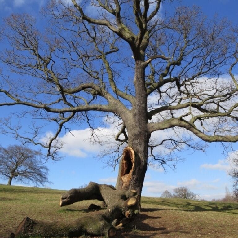 A tree on Hampstead Heath