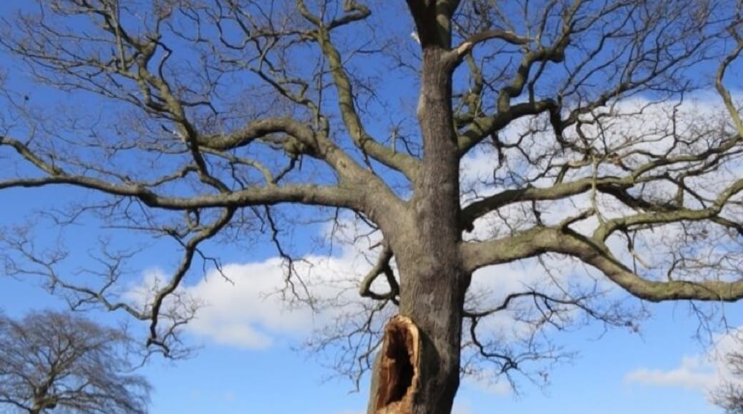A tree on Hampstead Heath