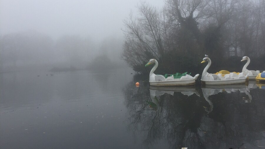 Swan boats in the fog #lifeatexpedia