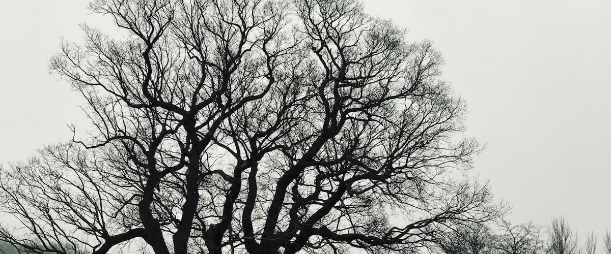 The Brockwell Oak
Age: 500 - 700 years old.
Nearest station: Herne Hill.