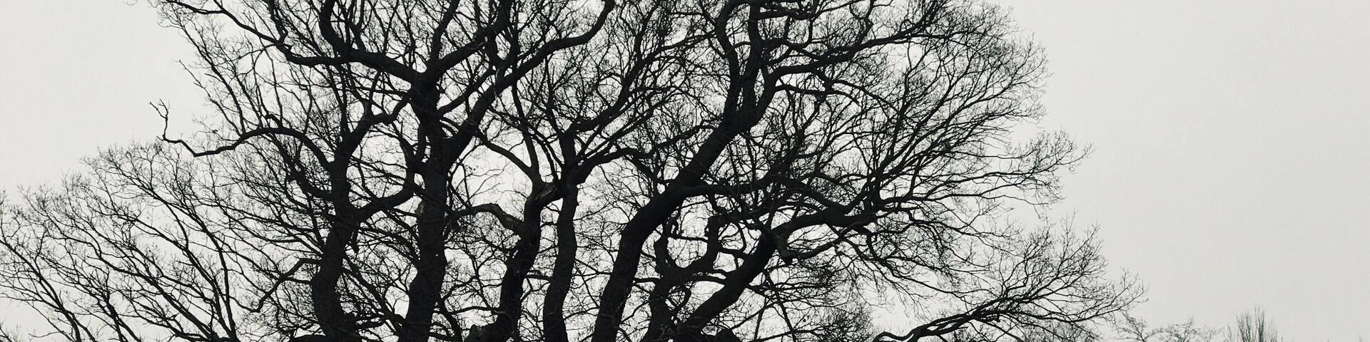 A large leafless tree in a park with a person walking in the background.