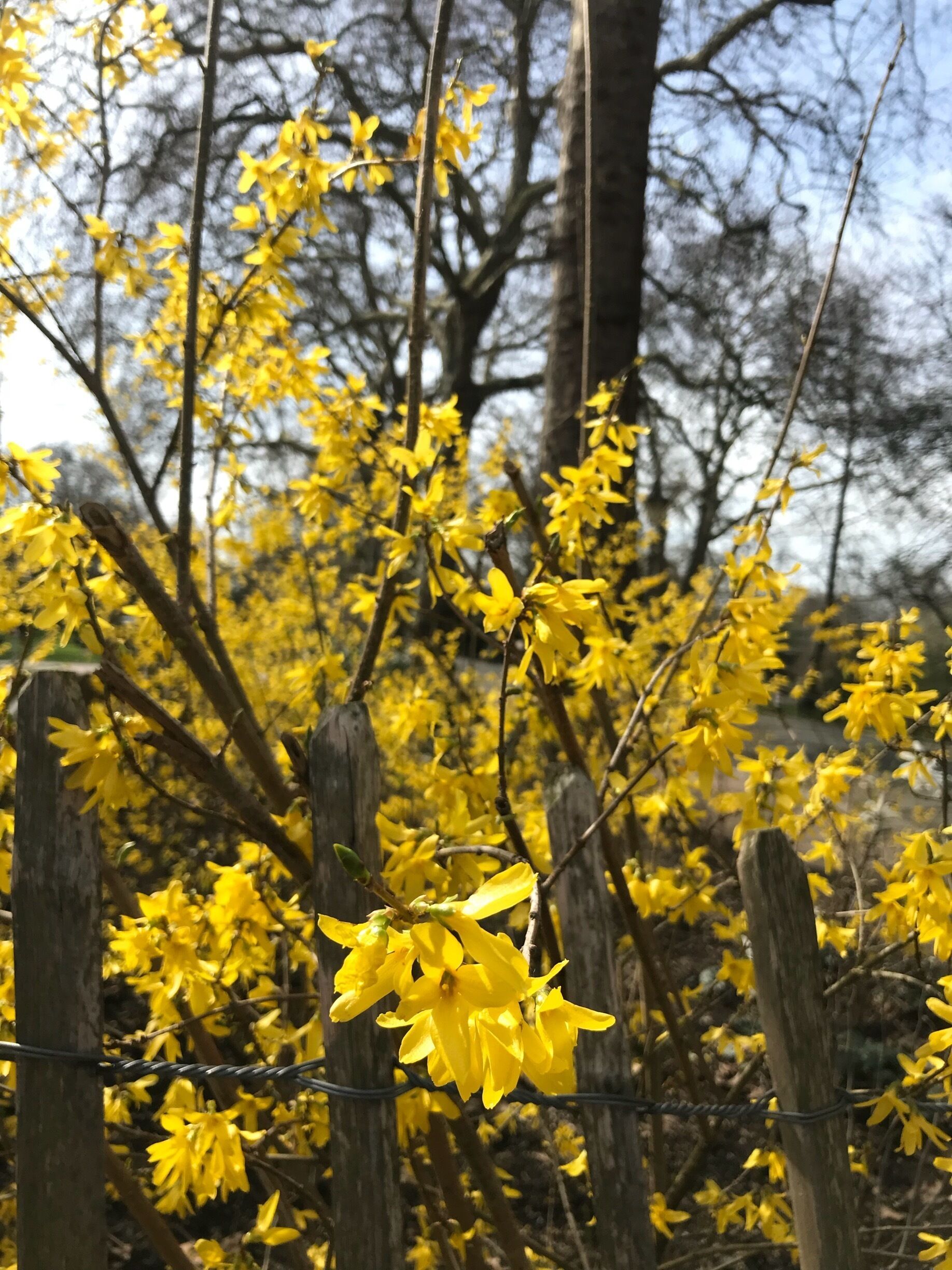 Spring ❤️🌼🌸