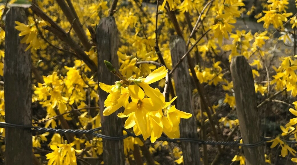 Spring ❤️🌼🌸