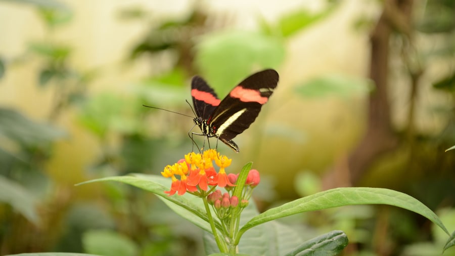 This picture was taken in the Butterfly House in the London Zoo. There are over 30 different species of butterflies from around the world. As always, best to visit early in the morning to avoid the crowds. #LifeAtExpedia #wildlife