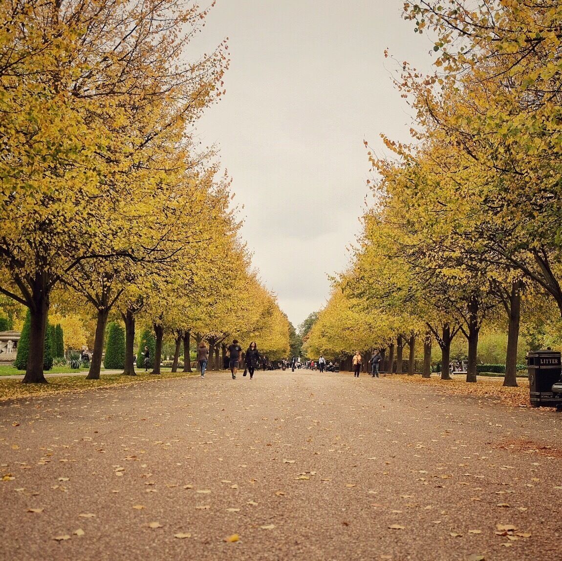 A tree-lined pathway with people walking.
