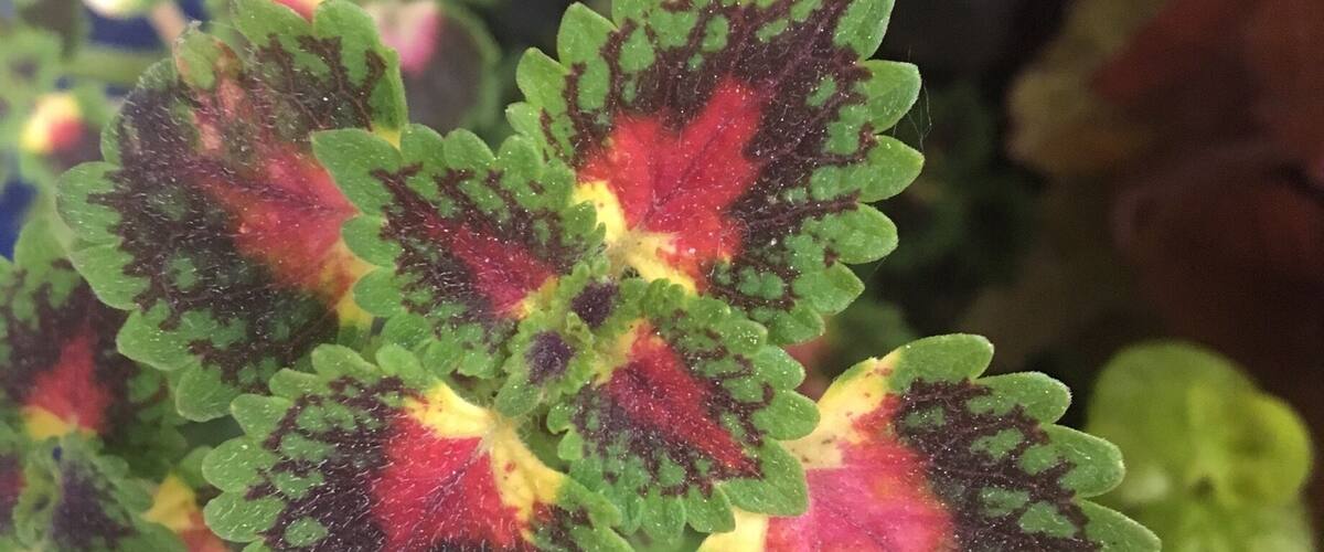 Saw this interesting looking flower, so I thought I'd share