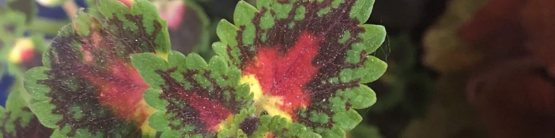 Saw this interesting looking flower, so I thought I'd share