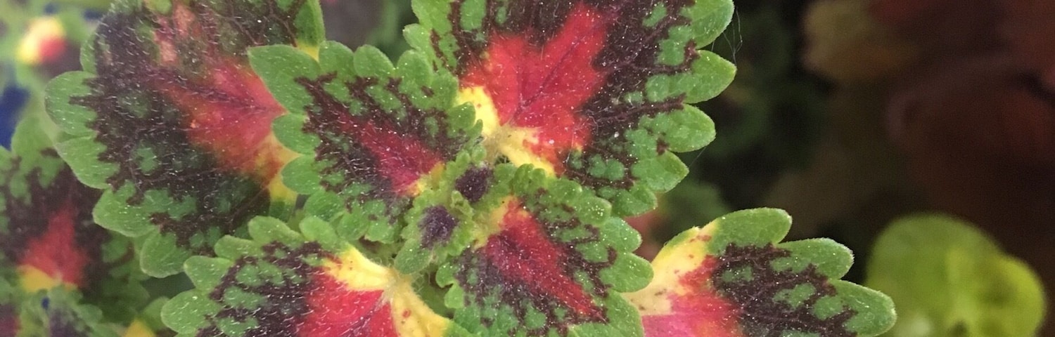 Saw this interesting looking flower, so I thought I'd share