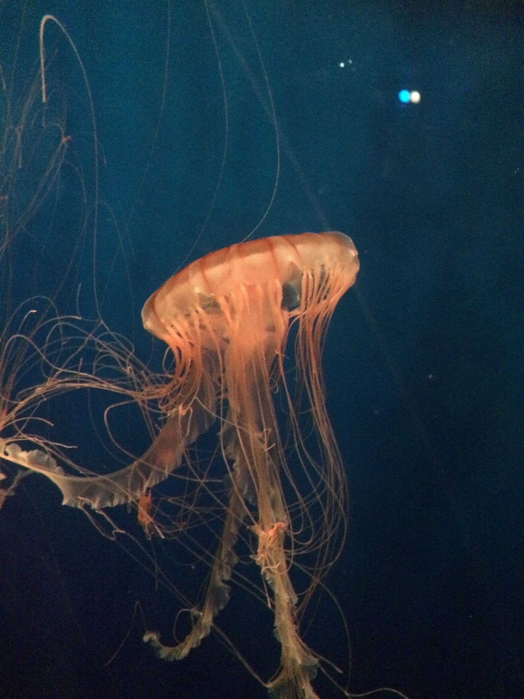 Jellyfishes fascinate me so much